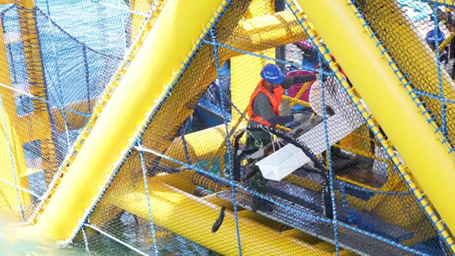 全國首個吸力筒基礎桁架（jià）式（shì）“風（fēng）漁（yú）融合”型海洋牧（mù）場（chǎng）正式投（tóu）產